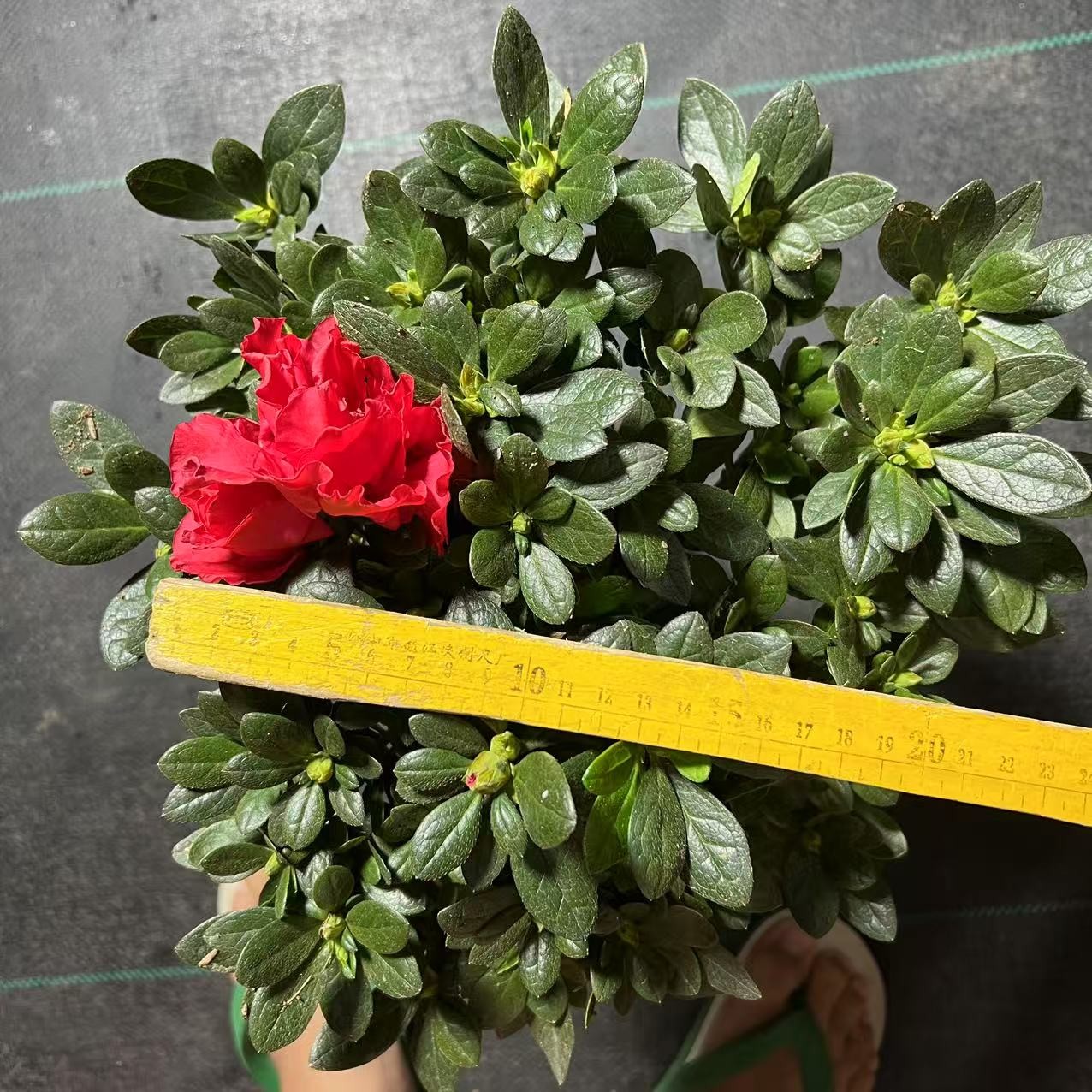 小杜鹃花盆栽 带花苞 四季开花 好养阳台 庭院 花卉