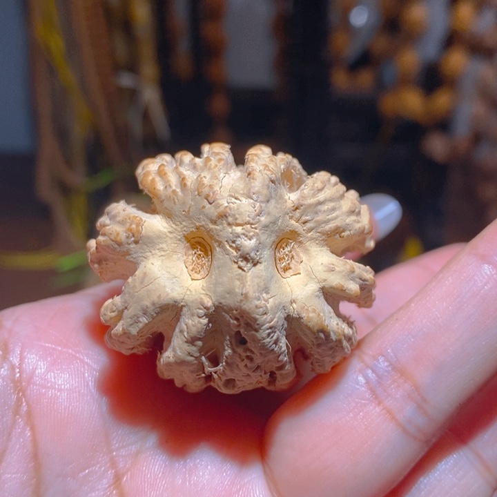 野生大橄榄核猫头鹰