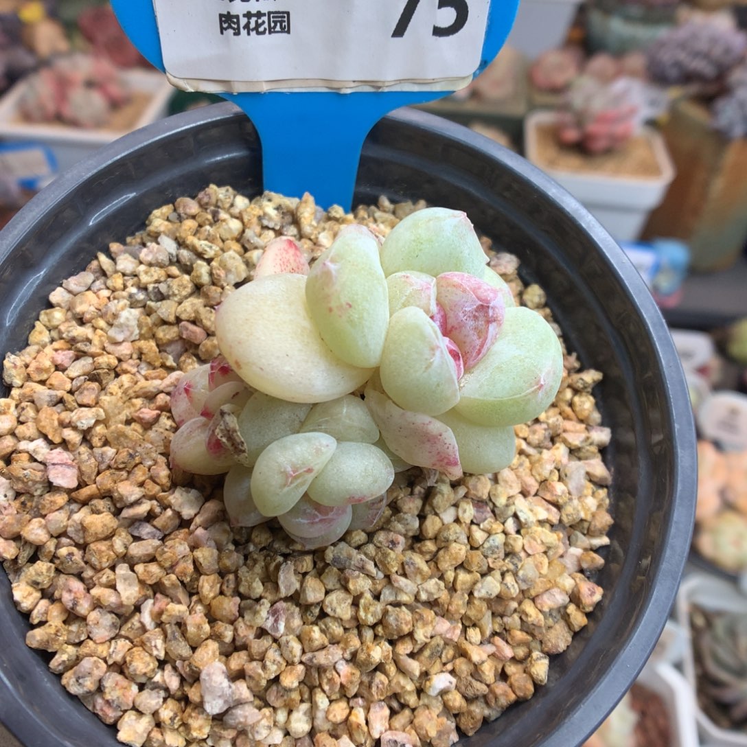 75冰玉石化多肉植物