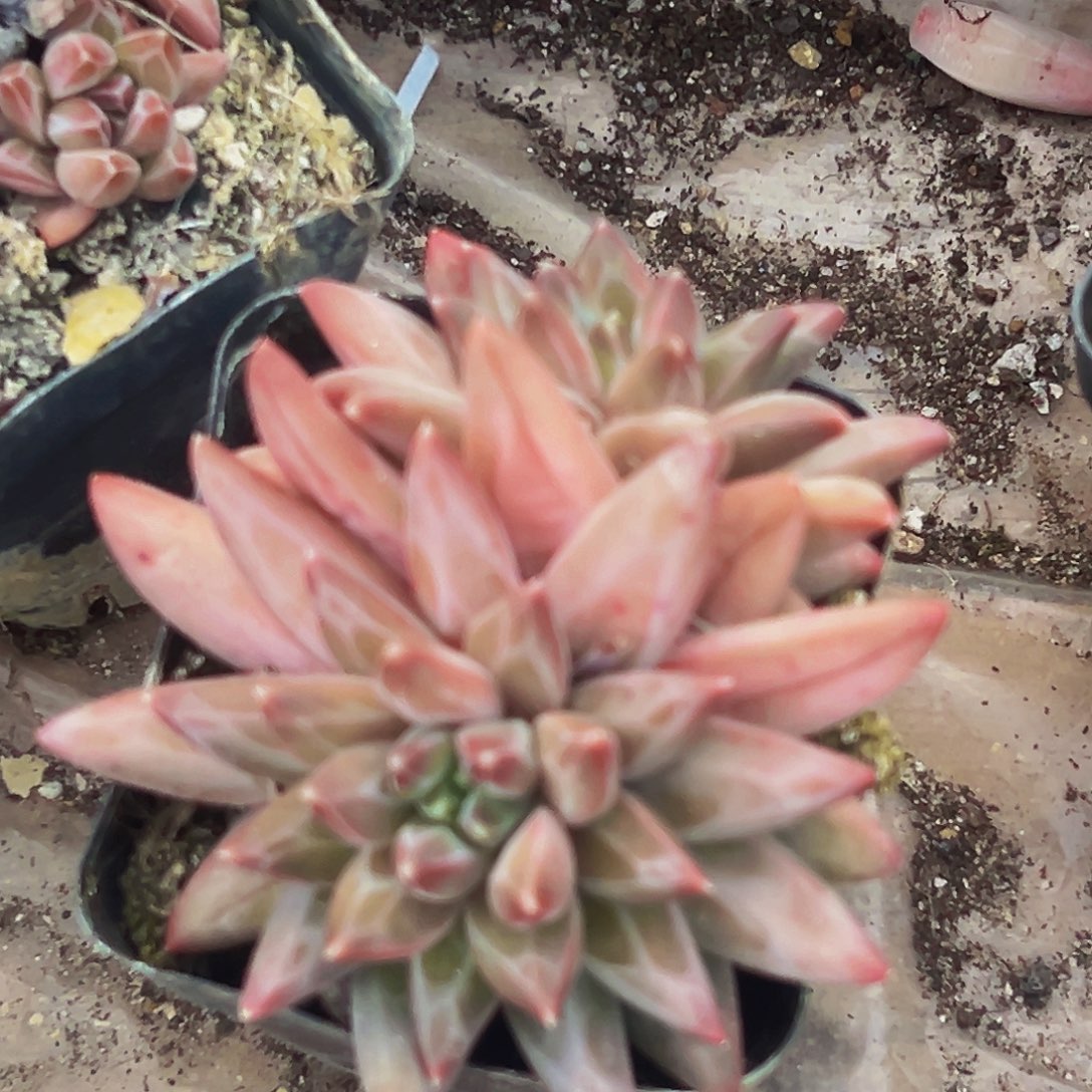 桔云多肉美人精品系列