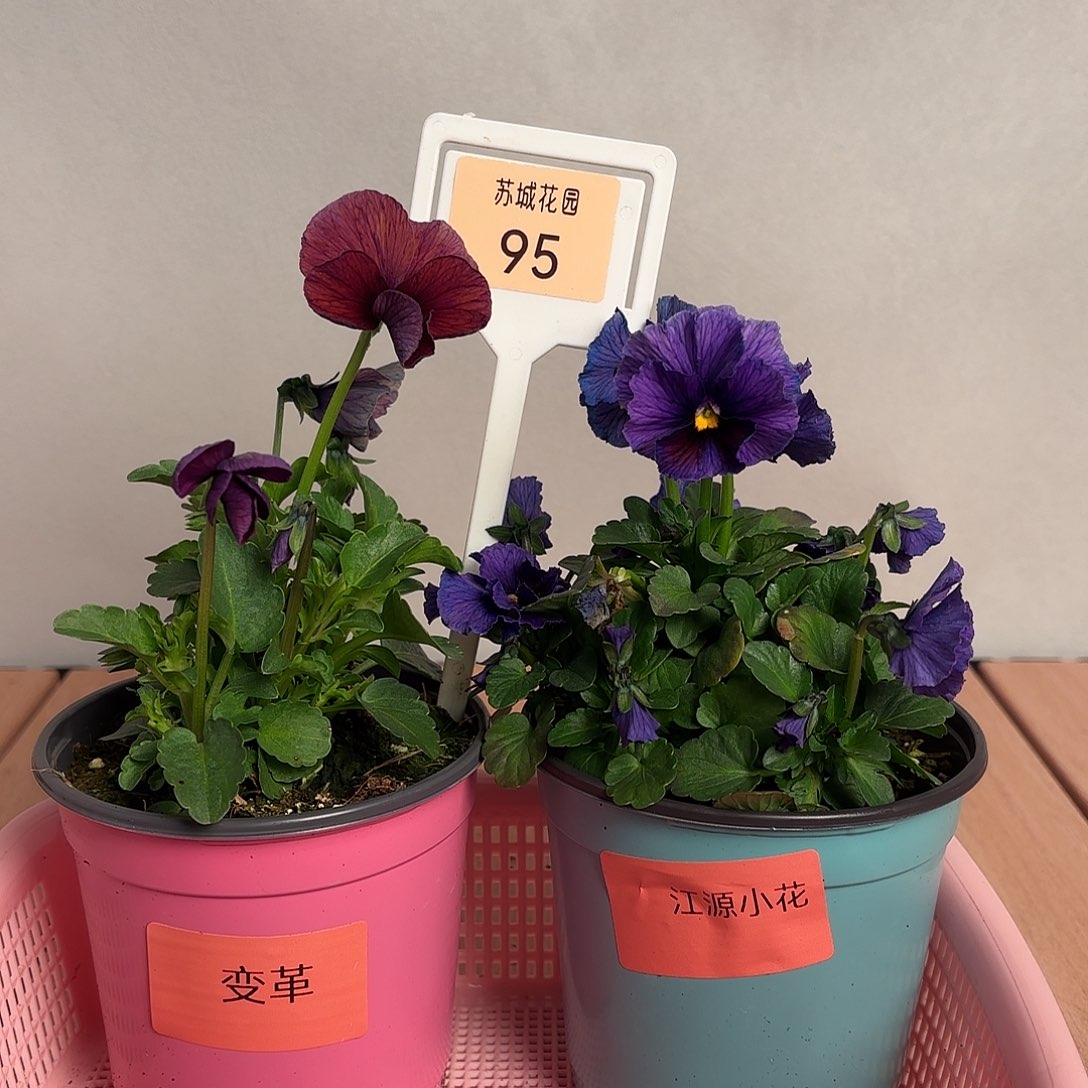 大部分开放少量花苞95