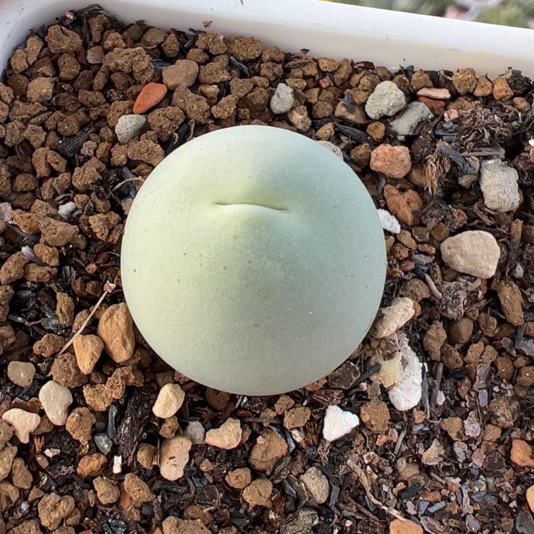 221多肉植物种类多样