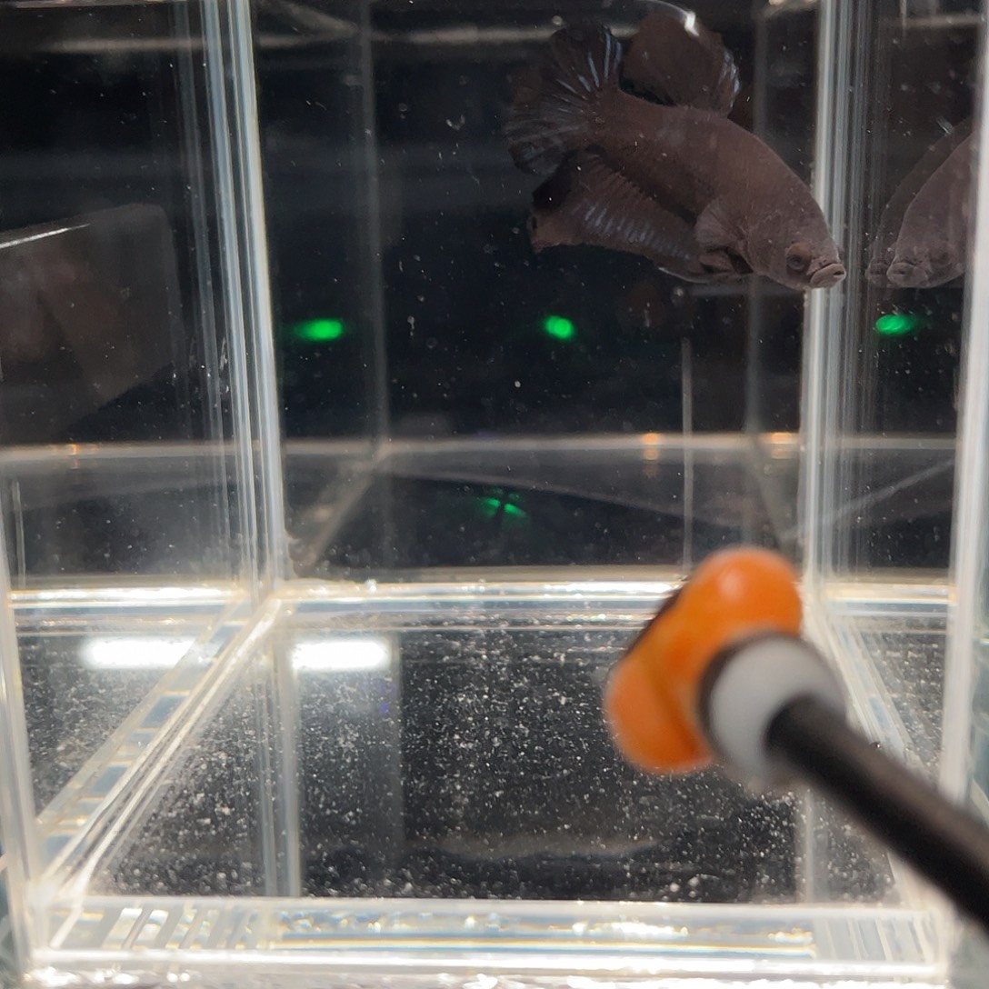 斗鱼12.13 超黑将军 045