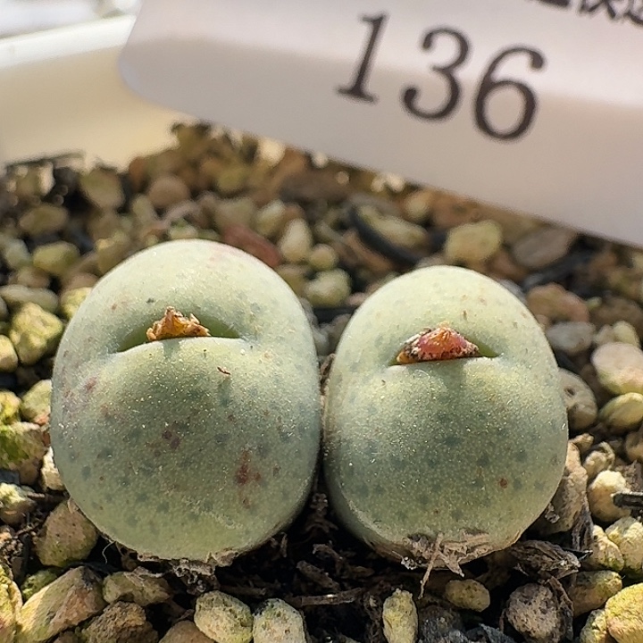 136 奶油嘴  肉锥。 