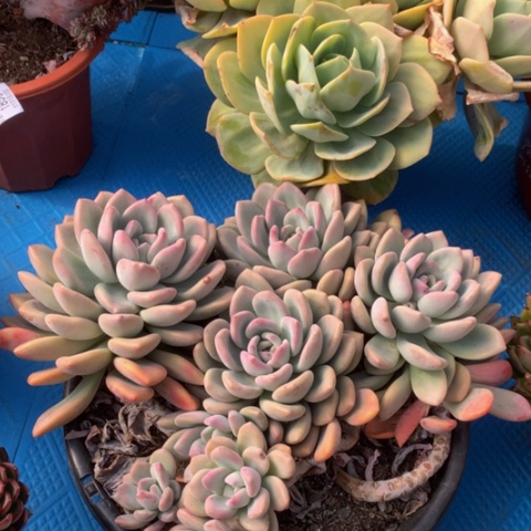 依*1851奥普多肉