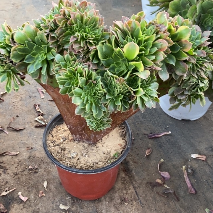 青檬锦缀7多肉植物法师法师法师