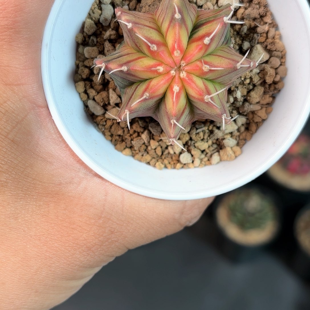 泰系实生肋骨米哈仙人球3号