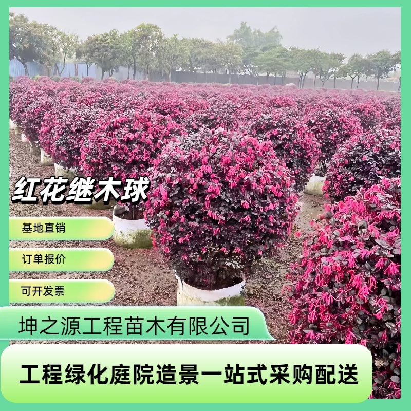 红花继木老桩庭院别墅园林景观树造型树红花檵木四季常红不落叶