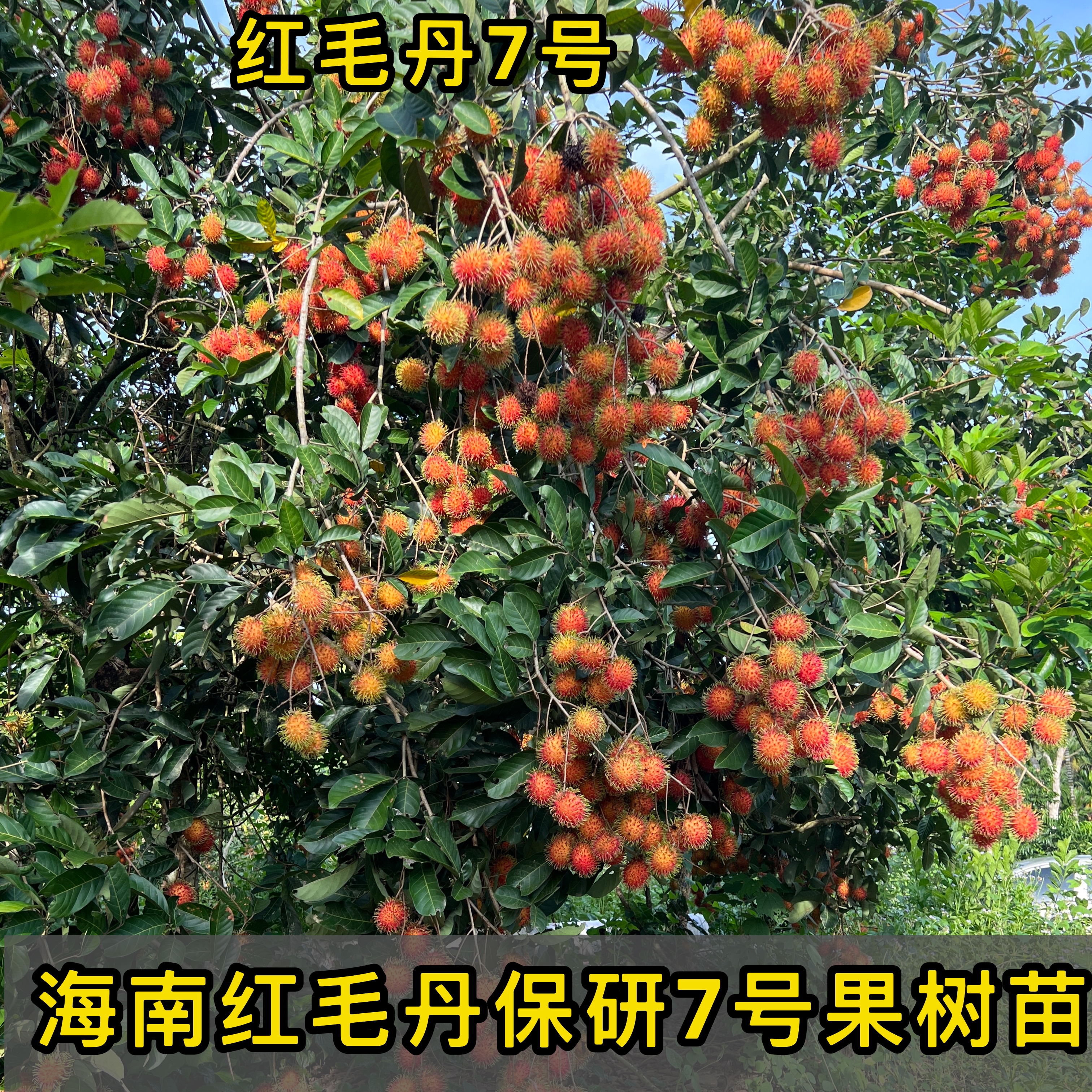 海南保亭本地红毛丹果苗保研7号红毛丹果苗京东包邮