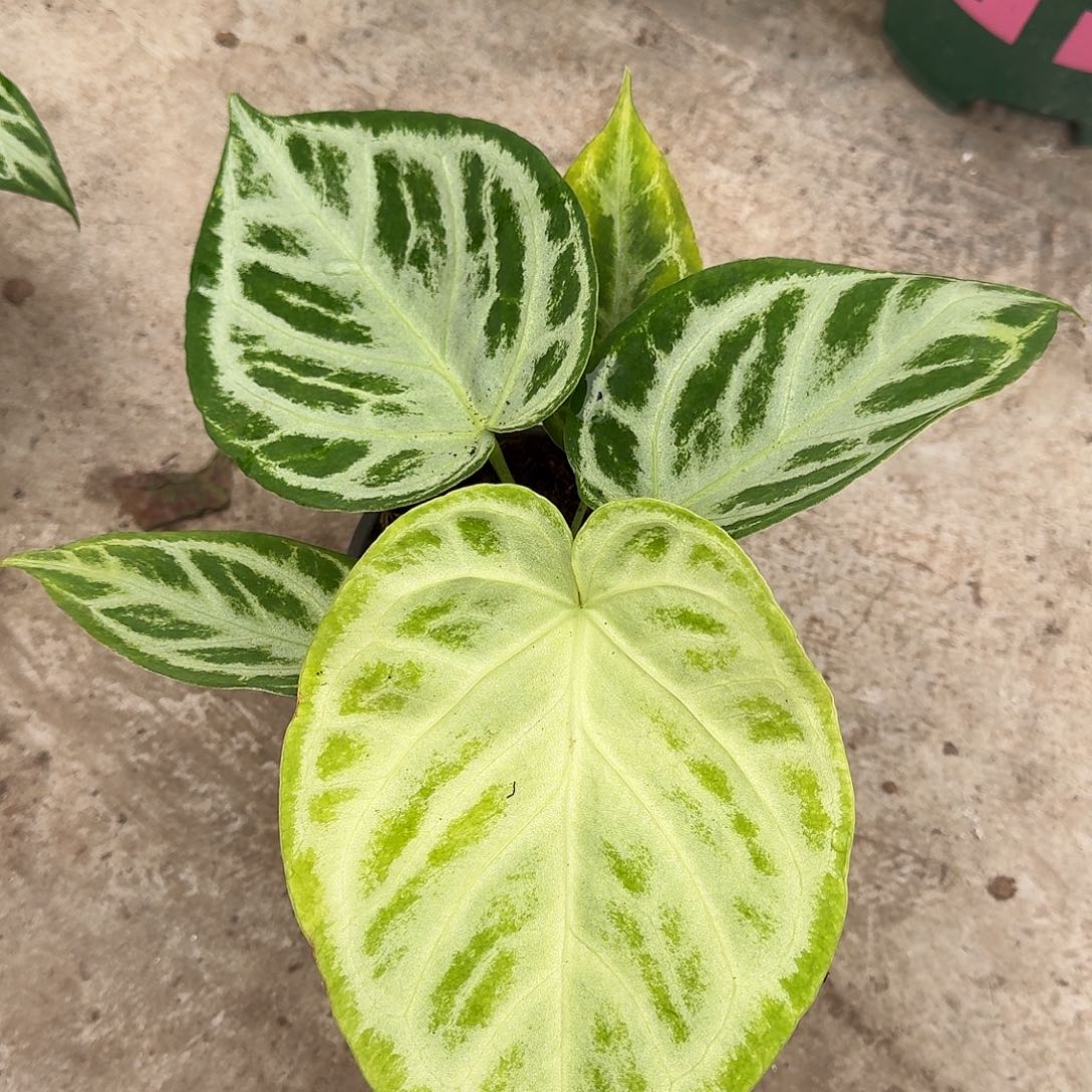 不开花植物高银一物一拍A89