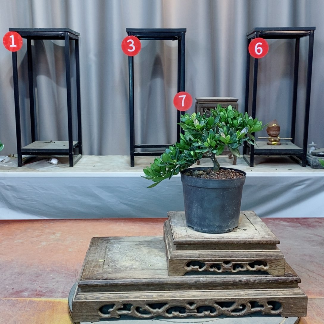 无花朵栀子花开了