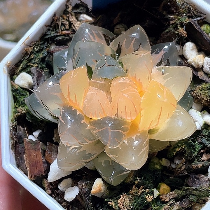 902水中月一物一拍
