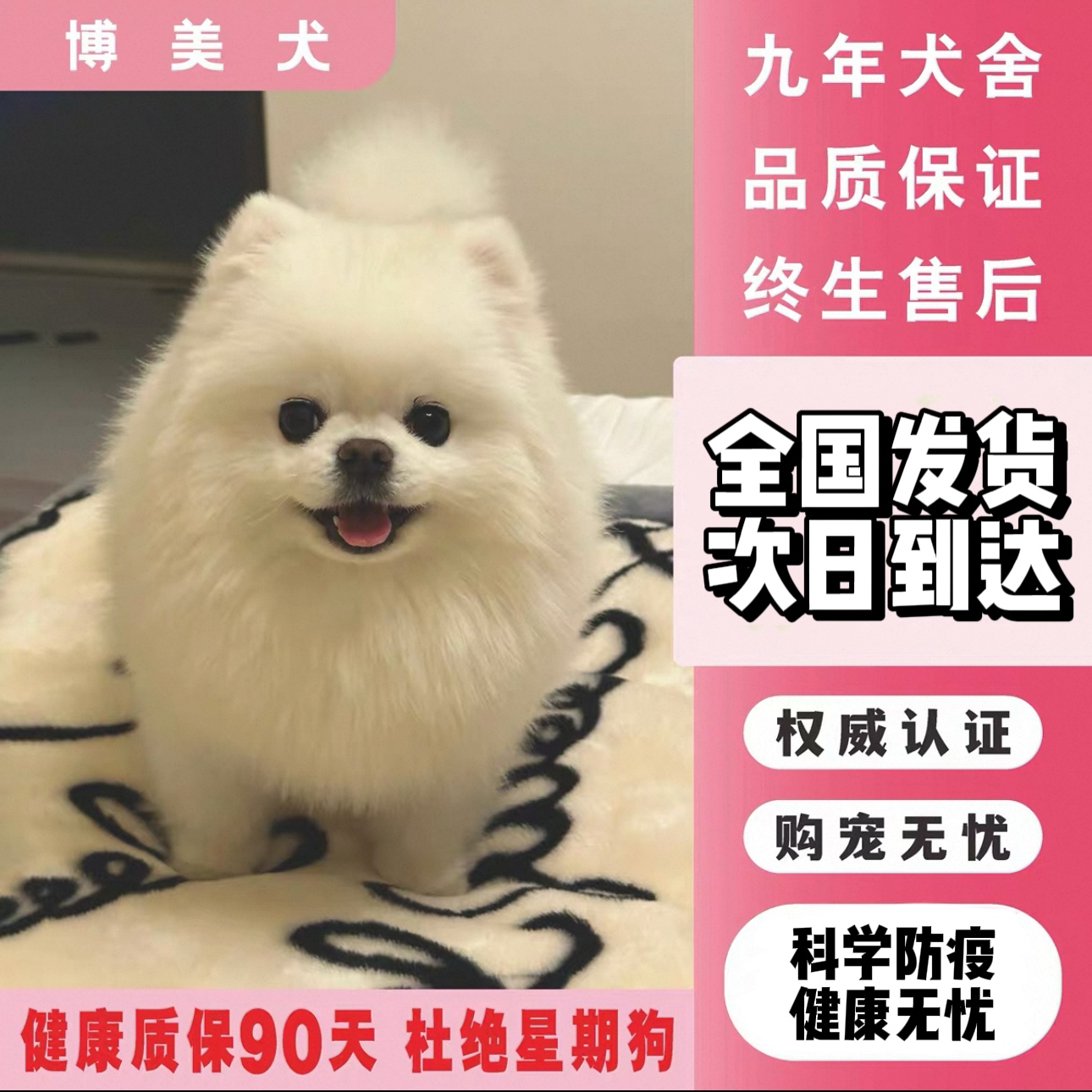 纯种博美幼犬茶杯犬小体犬  萌3