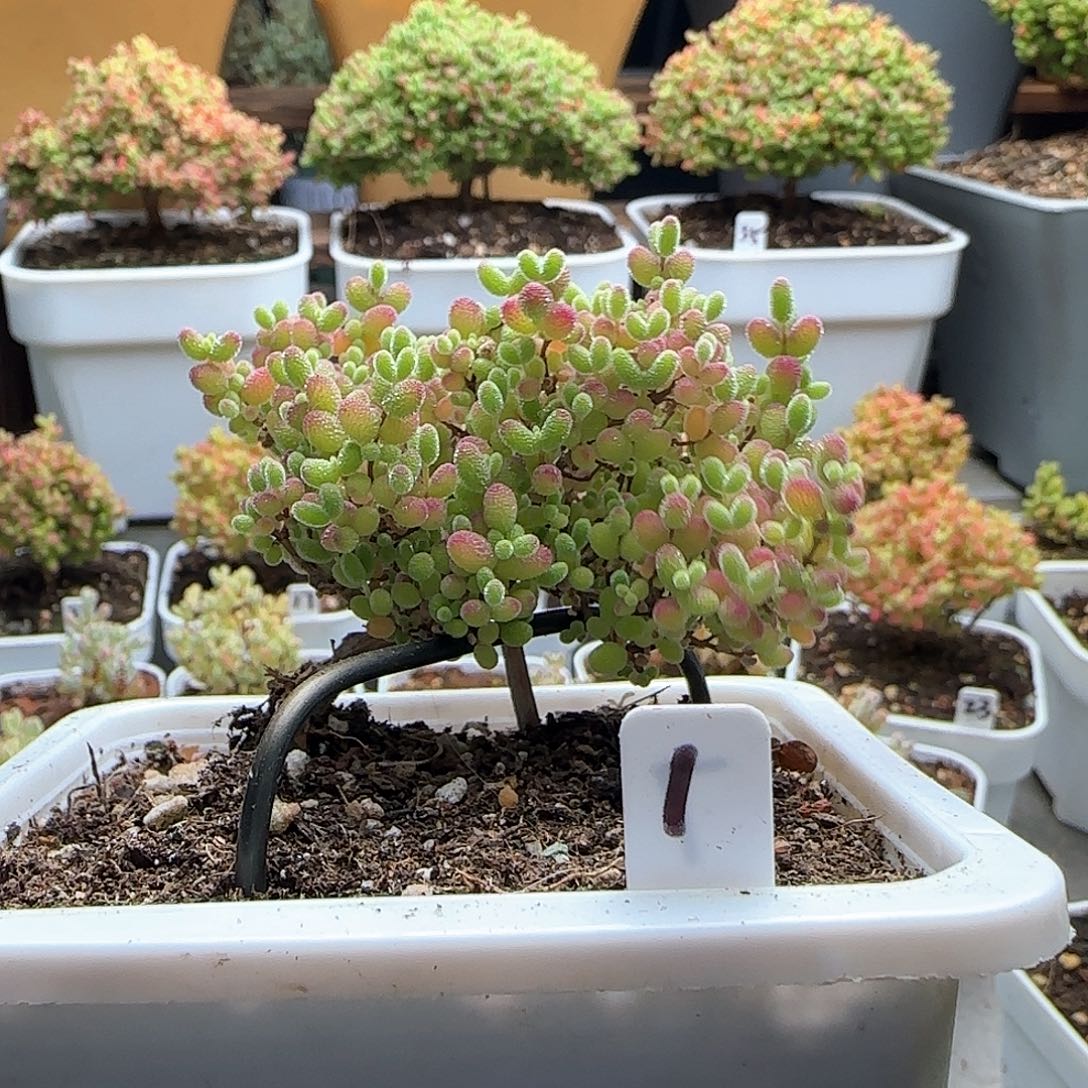 福利出蜜橘糖球。。