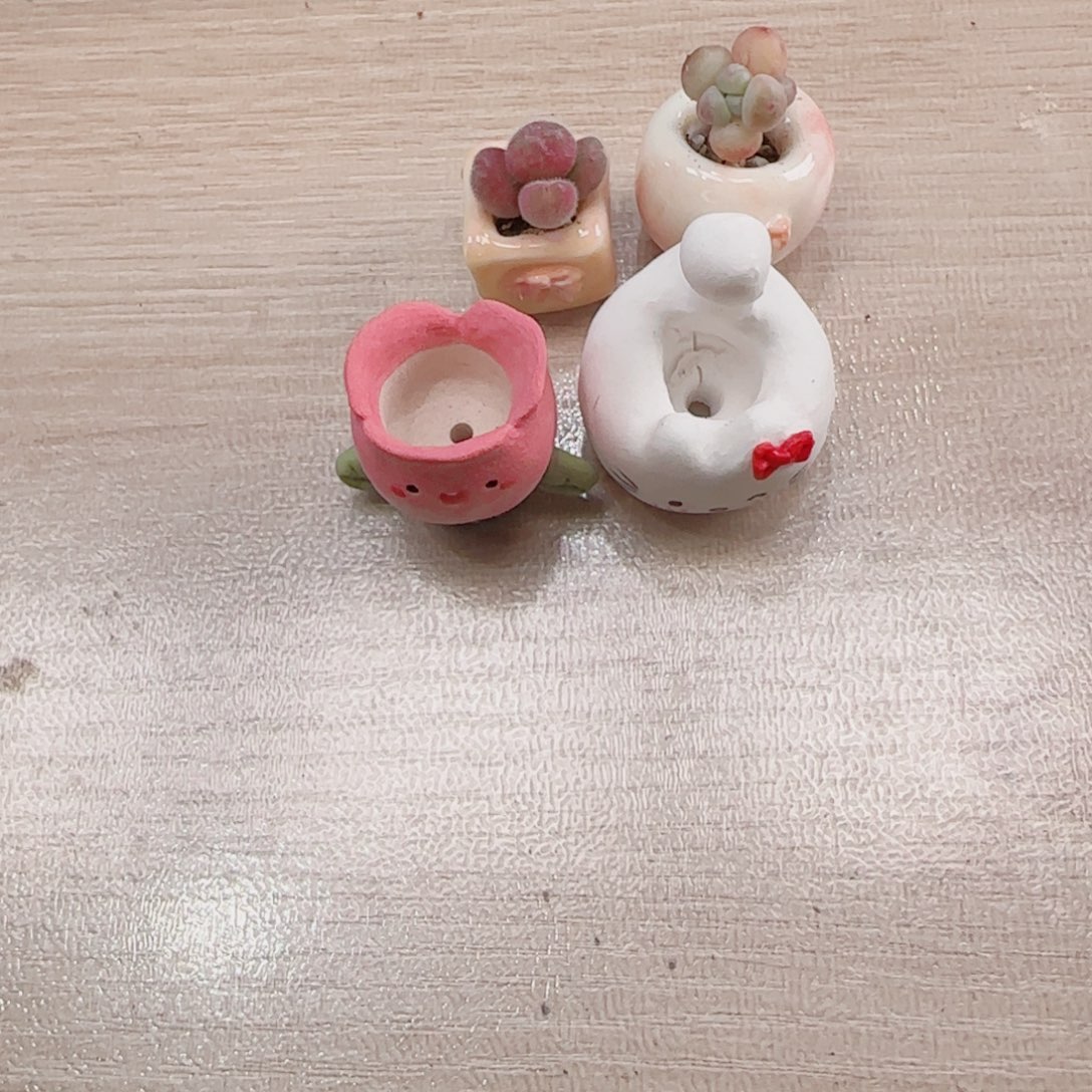 艾***晚T毛翠种小花，彩虹种猫猫盆口1cm