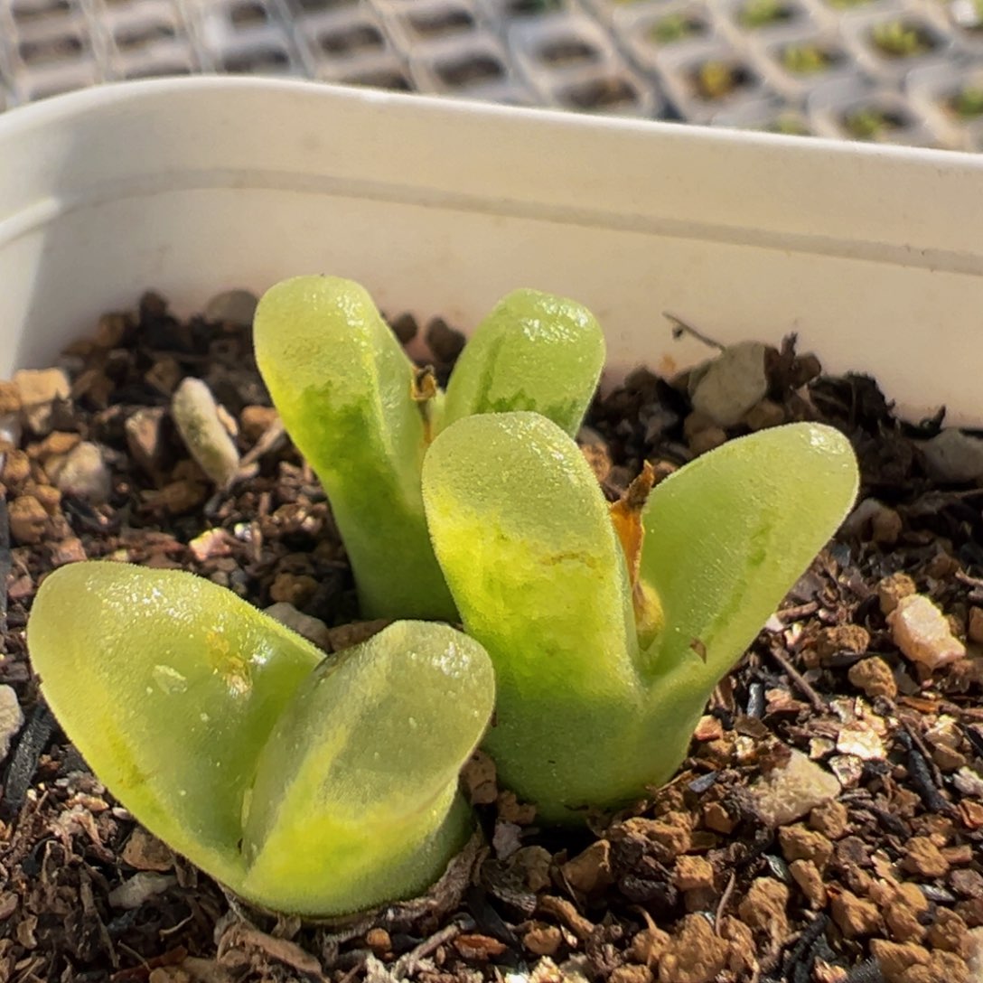 95多肉植物百科植物