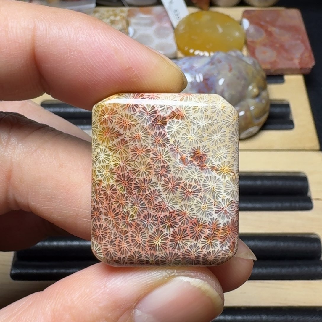 硅化珊瑚（珊瑚玉）纯天然色有机玉石未镶嵌