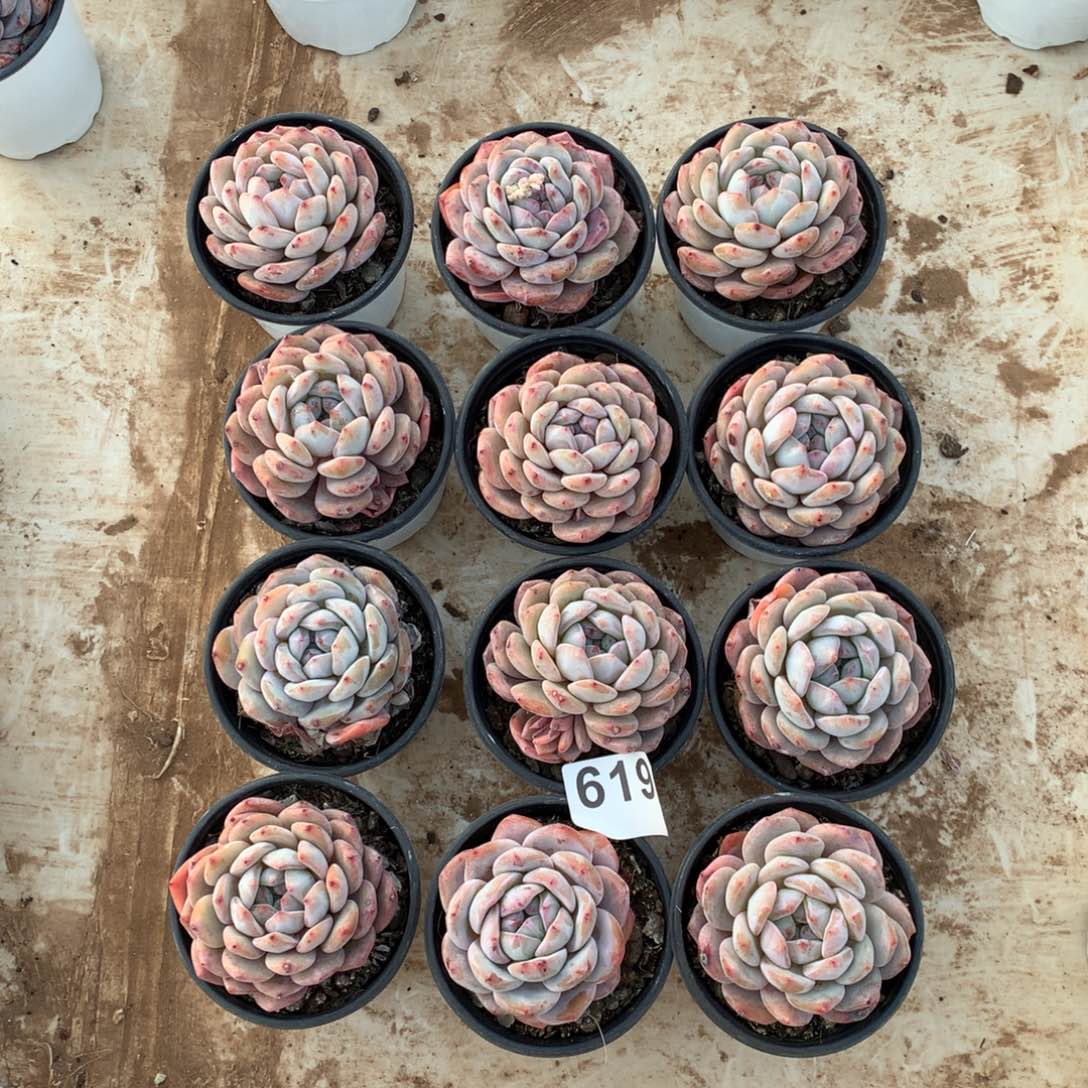 619橙子多肉植物组合