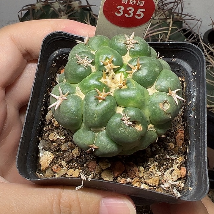 自根有雀斑短豪刺象牙一棵仙人球