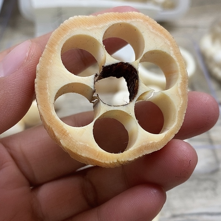 转***角手串/手链贝壳独角碎料1片