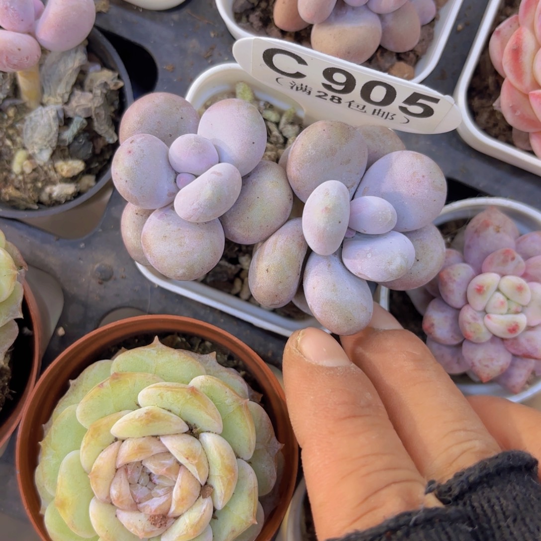 C905文斯通奶酪一物一拍