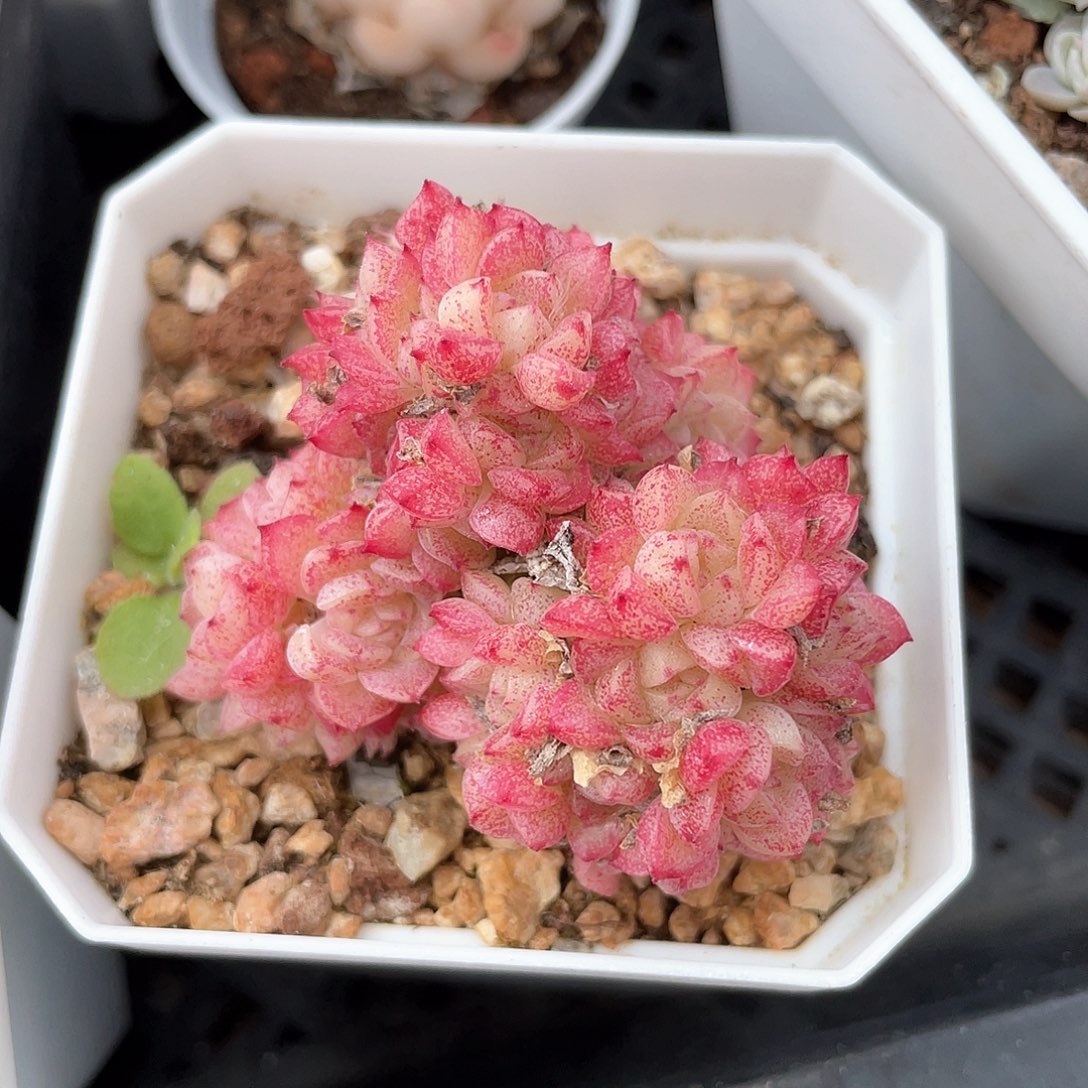 优选麦秆福利341