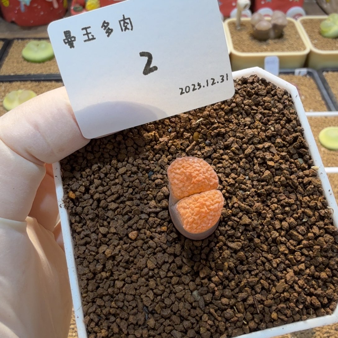 *****多肉多肉多肉12.31-002超蛋EH980