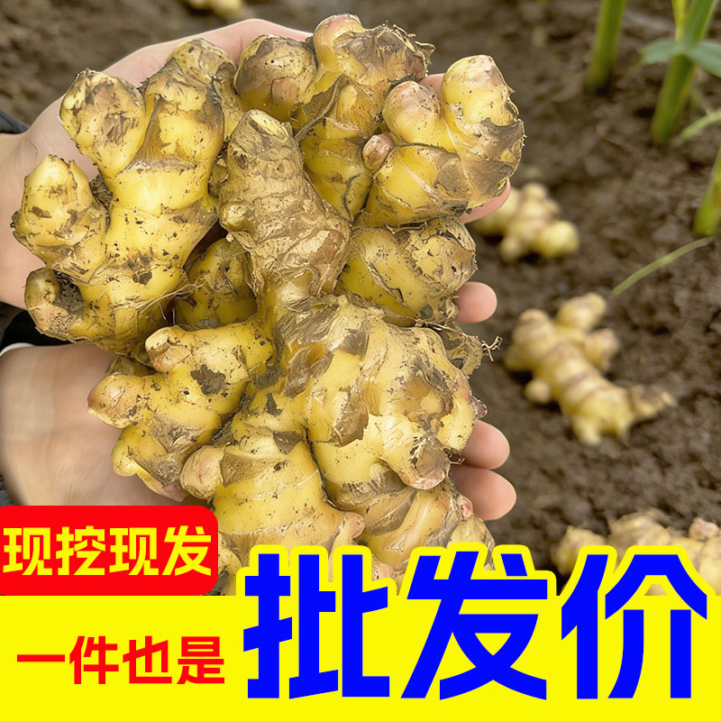 【达播】贵州高山精品小黄姜农家直供辛辣月子食材批发