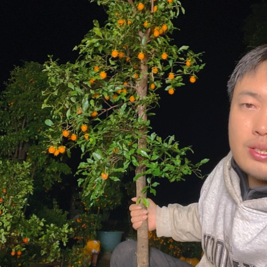 无花朵金弹子庭院原生品种