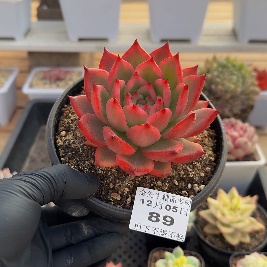 1205-89摩根锦单头a