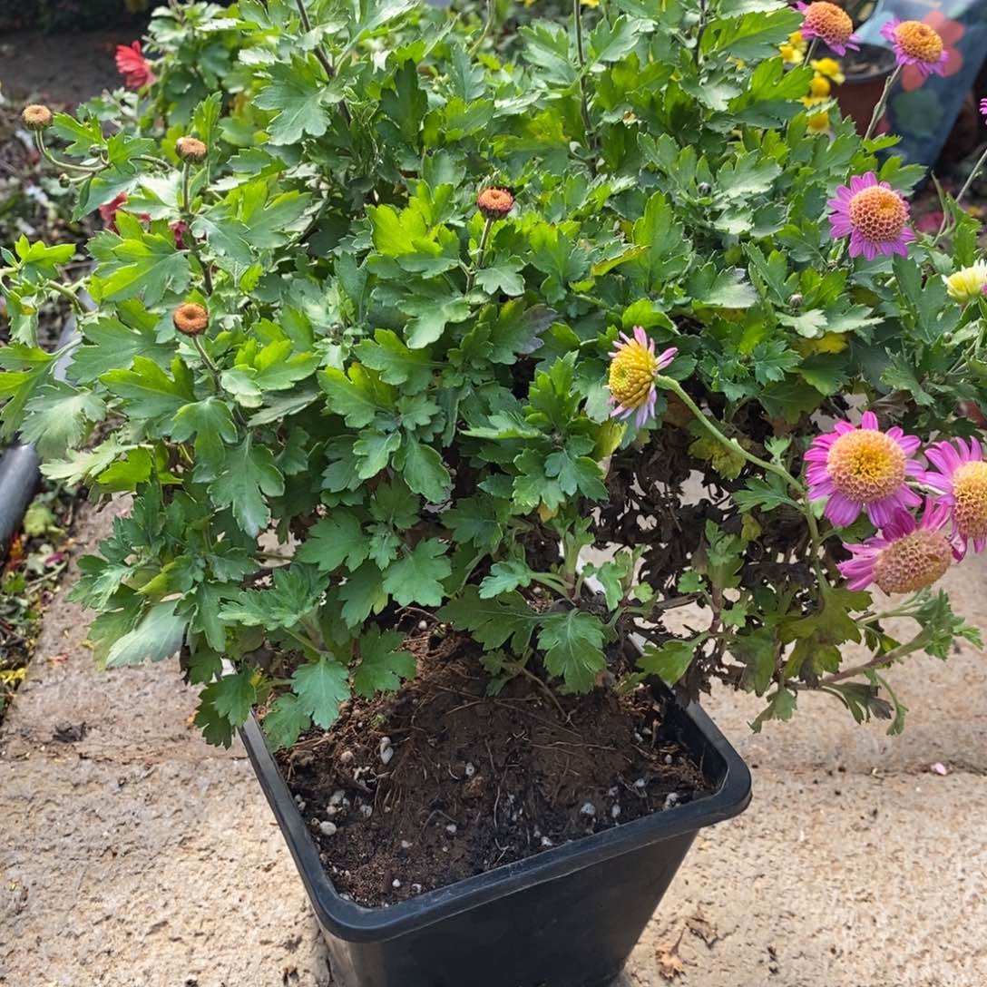 小***姐无花朵盆景盆景盆景