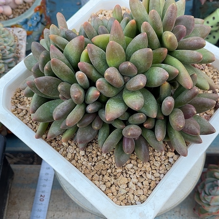 多肉植物一物一拍