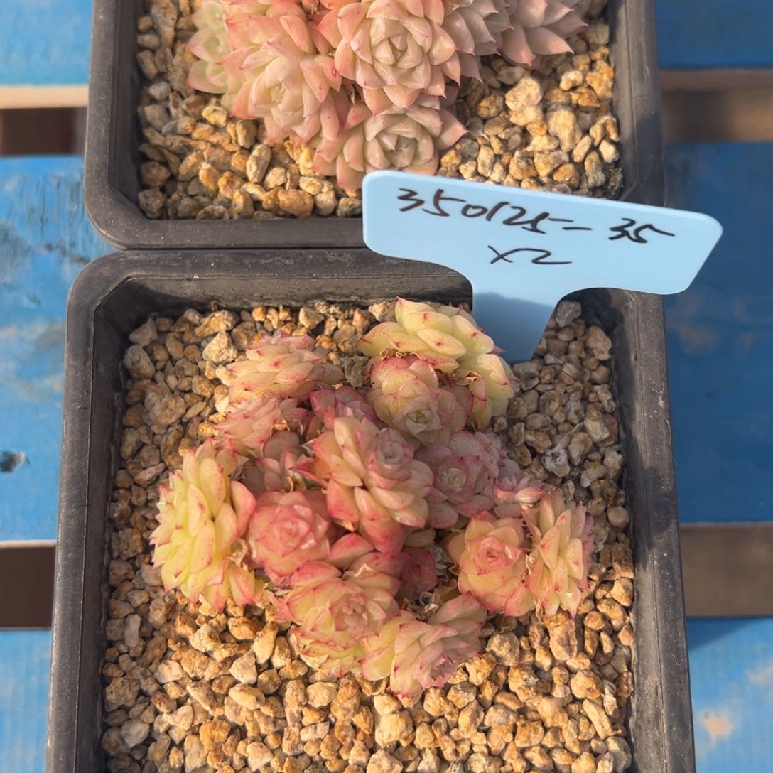 七**?350125-35东云sp2不包整