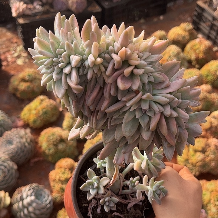 ****。淡雪景缀20多肉植物