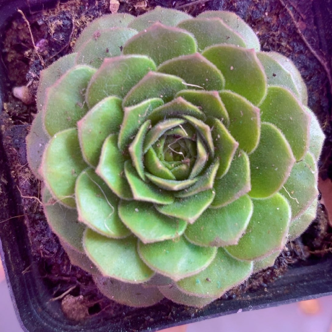 山地玫瑰一物一拍001毛毛
