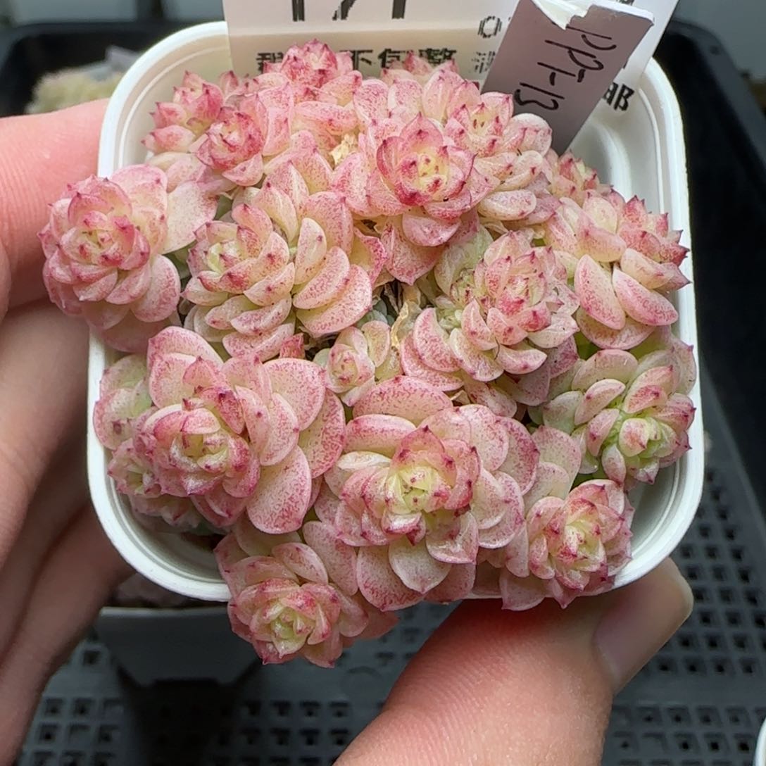 小*0208-171（PPT-13）