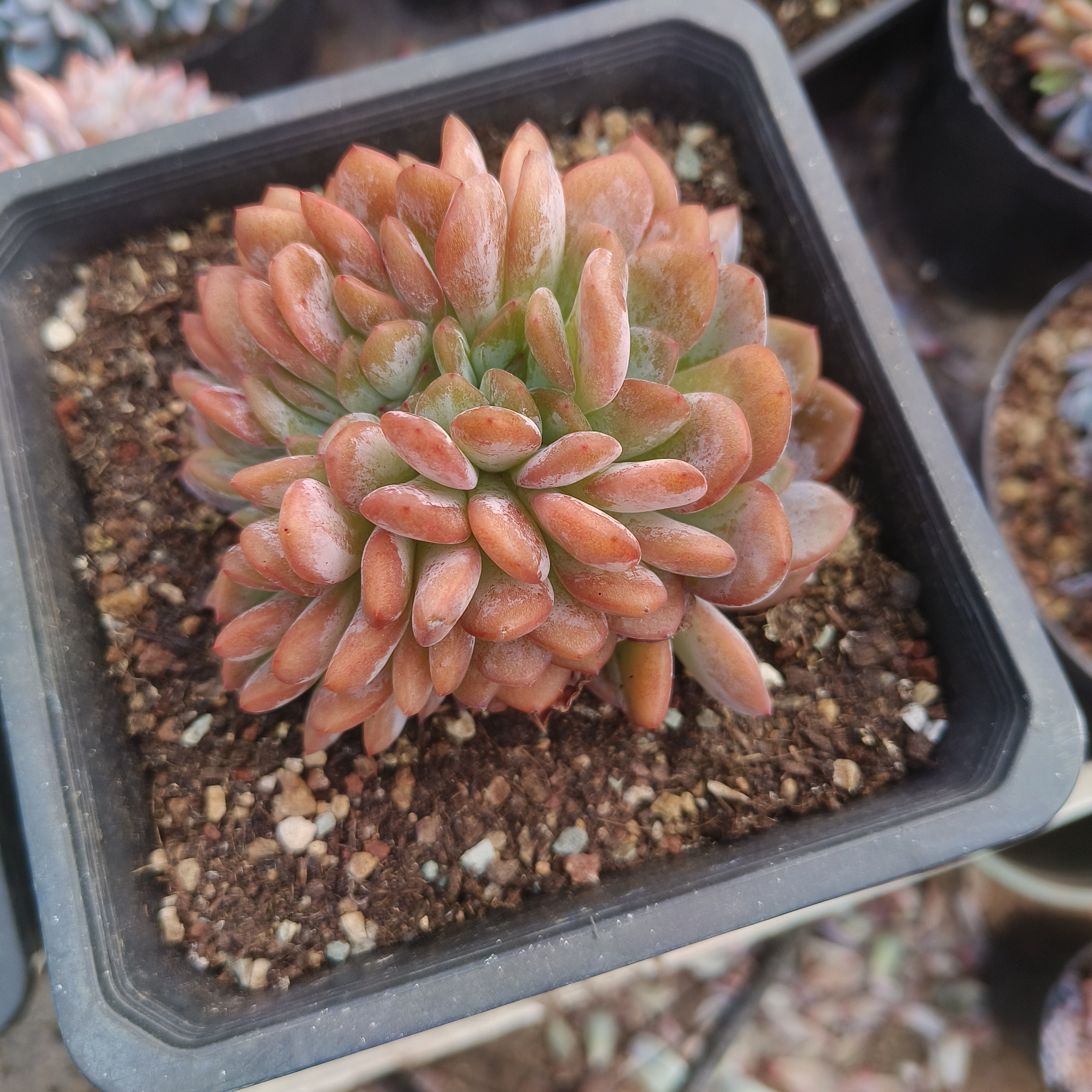冰玉厚叶型多肉植物全明星