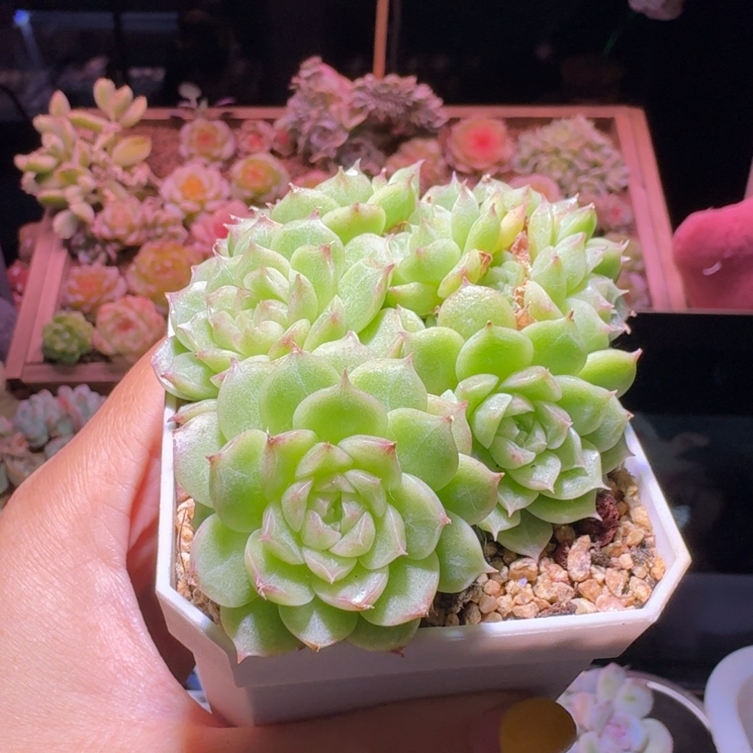 1麦秆群生哈哈哈哈哈哈