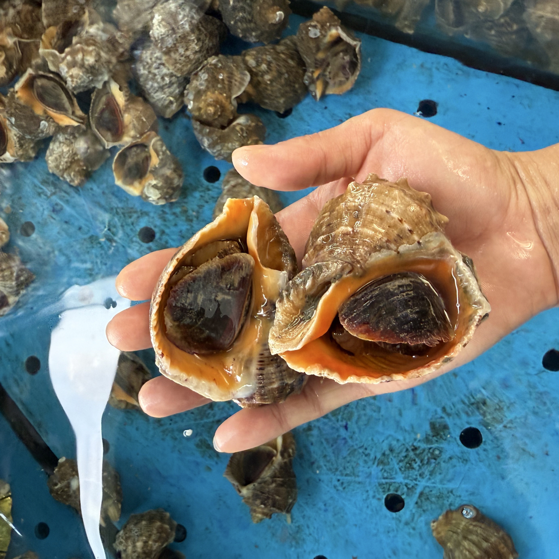 鲜活大海螺 3.2元50g  白灼嘎嘎香  默认加冰装袋