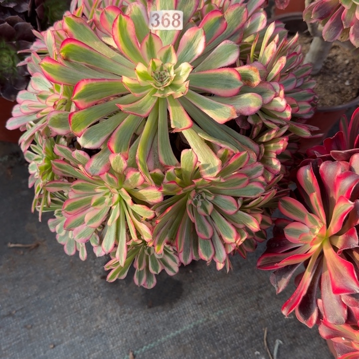 368号红铜白法师植物