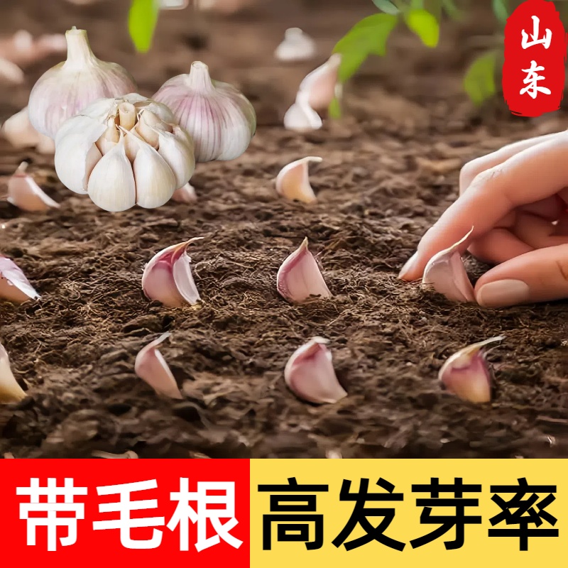 大蒜种子种籽长蒜苔头蒜种蒜苗红皮紫皮干蒜四季蒜头苗种农家种子