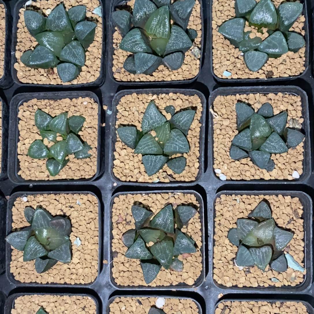 2411 一颗实生克苗 高货 双蛋福利