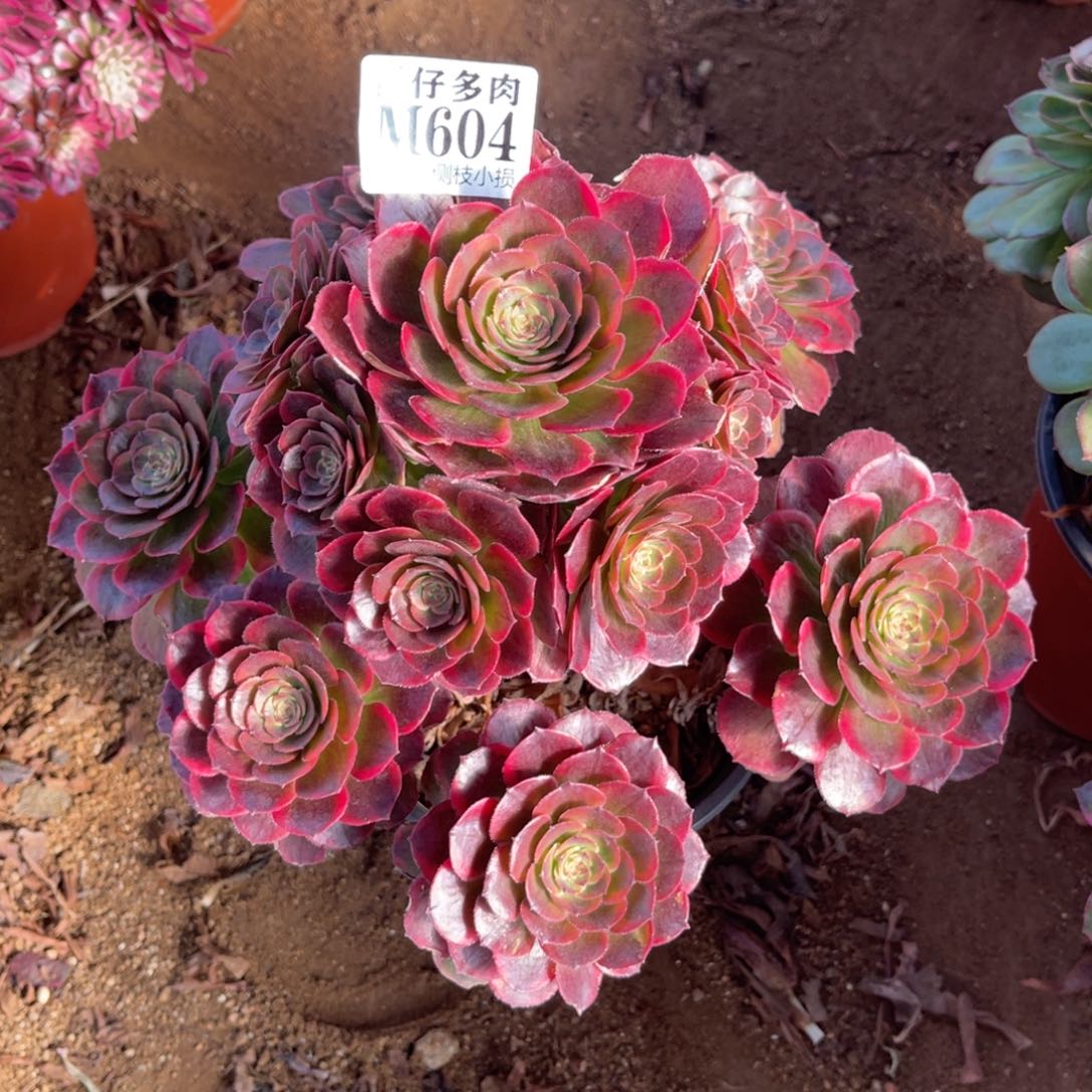 604皇冠 冠幅25左右