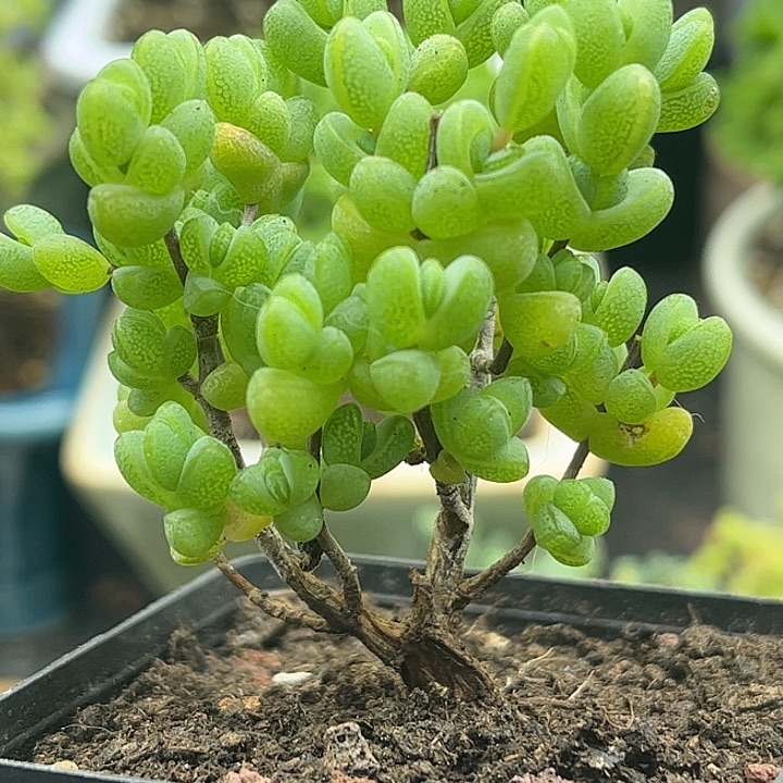 昕宝元宝枝干番杏优秀