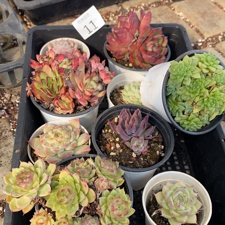 11 多肉植物盆栽花卉