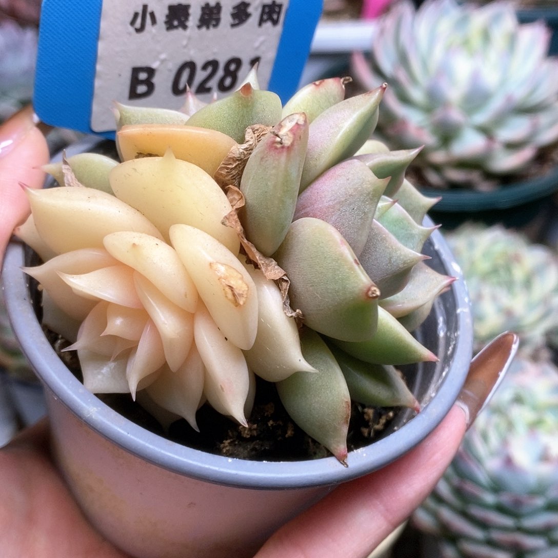 281贝加尔湖锦锦锦锦锦