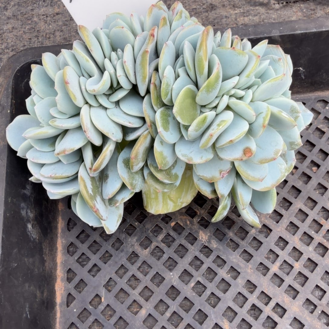 一物一拍胸花高版奶茶缀37