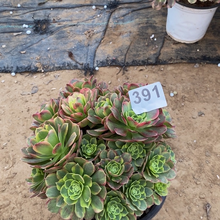 391万奶白绣球多肉