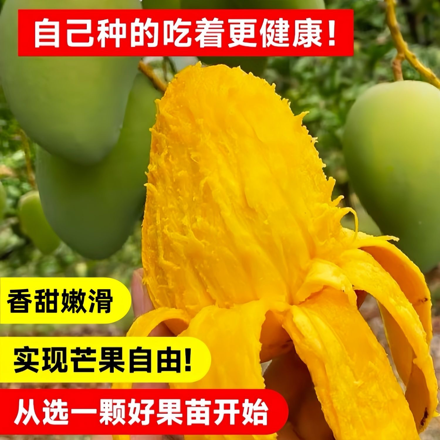 正宗芒果树苗四季芒金煌贵妃桂七大果嫁接苗盆栽南方种植当年结果