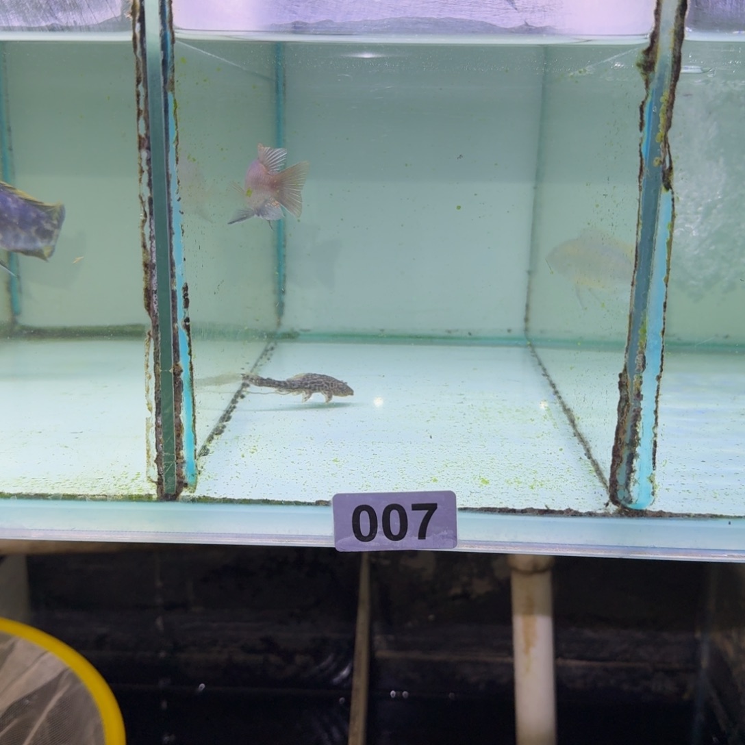 志***清慈鲷鱼7号乌鸡8厘米